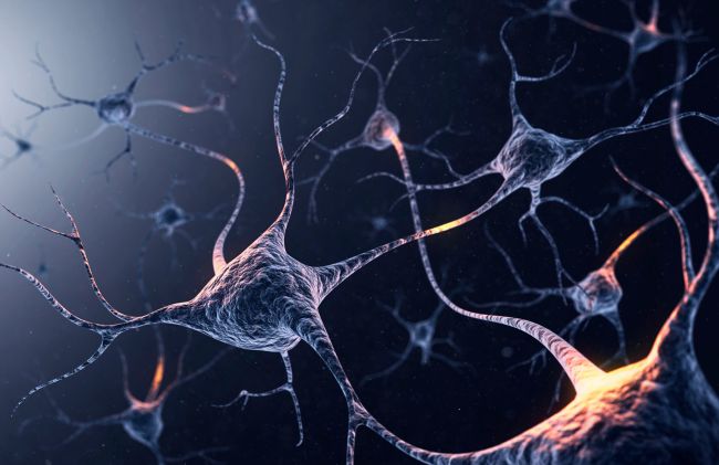 neuronas