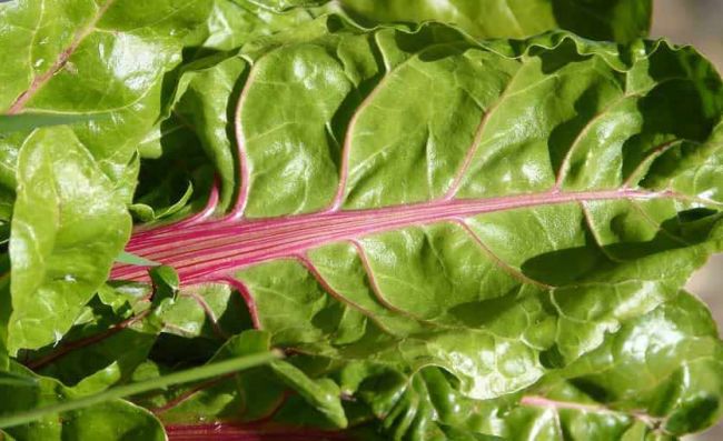 hojas-acelga-fresca