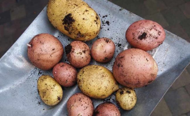 papa-blanca-colorada