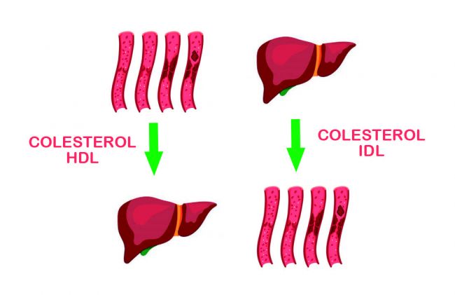 colesterol-higado