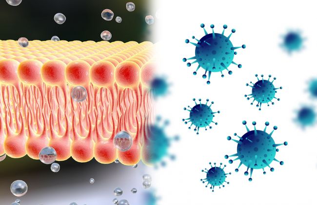 membrana-virus