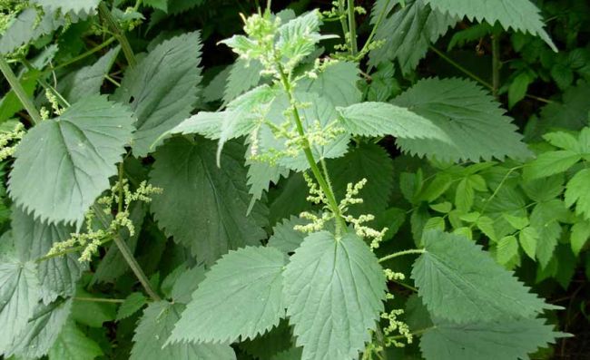 planta-ortiga-mayor