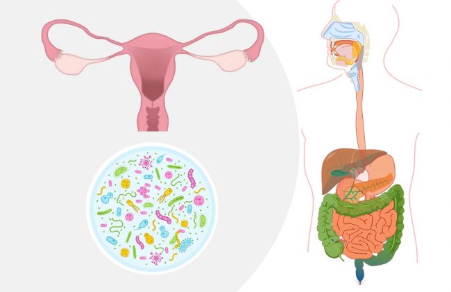 aparato-reproductor-gastrico