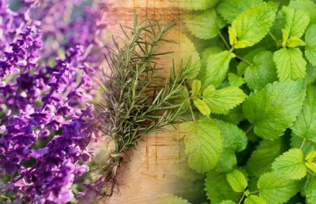 lavanda-romero-menta