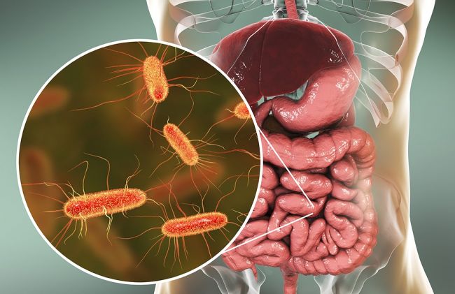 micorbios-intestinos