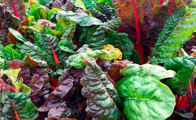 acelga-espinaca-remolacha-verde-morado