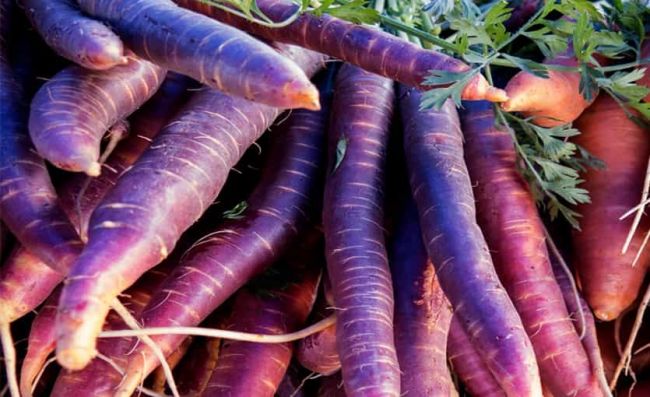 zanahorias-moradas