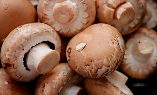 champiñones-frescos