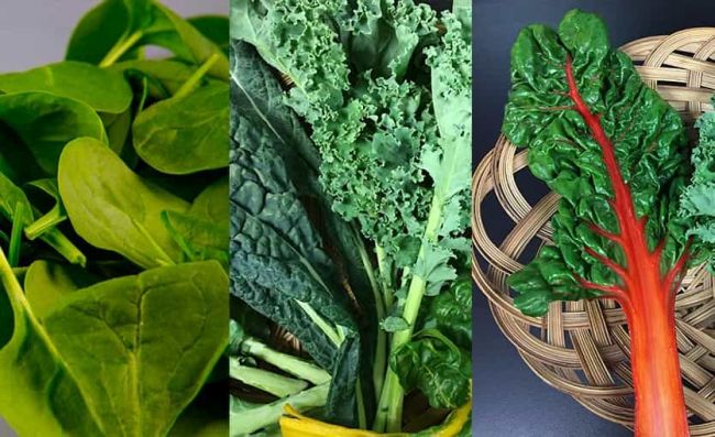 espinaca-col-rizada-acelga