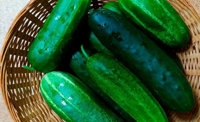 pepinillos-frescos-enteros