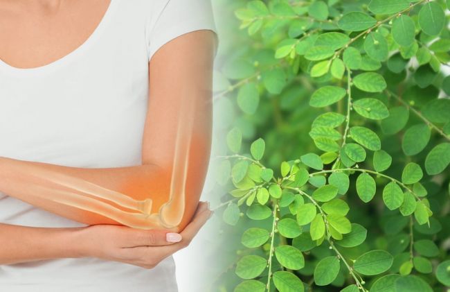 articulacion-codo-moringa