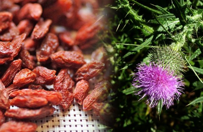 bayas-goji-cardo-mariano