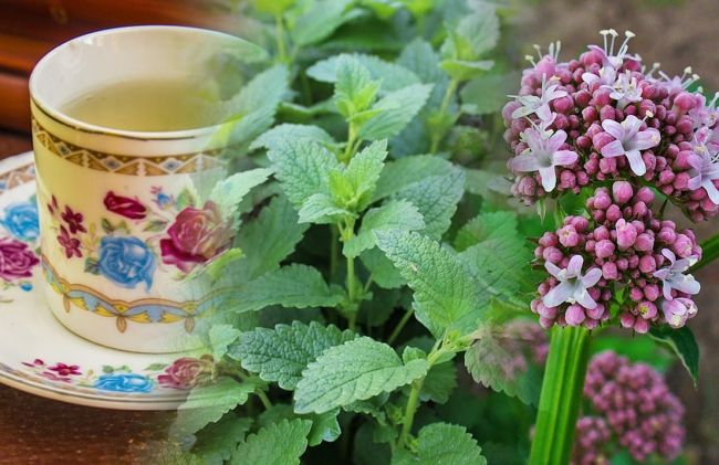 infusion-melisa-valeriana