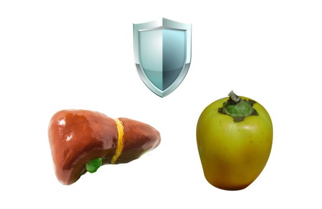 cocona-escudo-higado