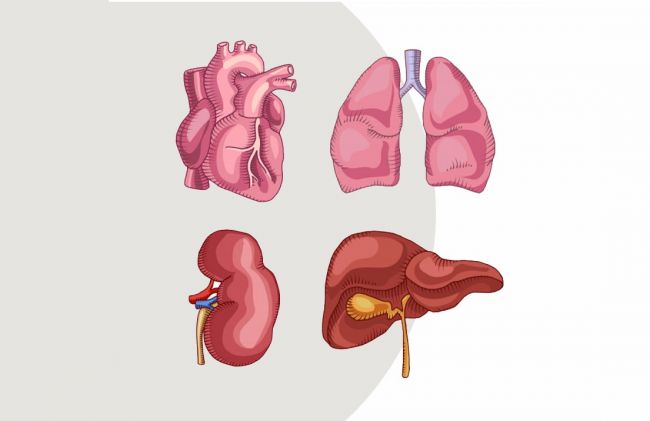 corazon-pulmon-rinon-higado