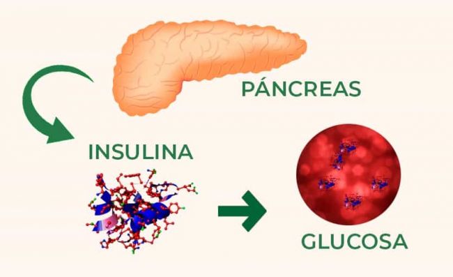 pancreas-libera-insulina-reduce-glucosa-sangre