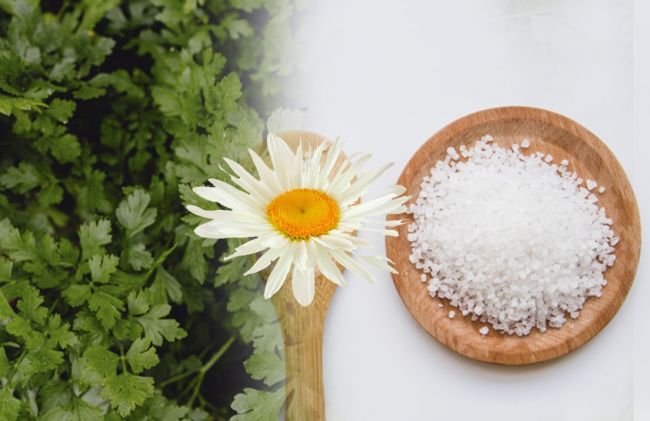 cilantro-manzanillas-sales