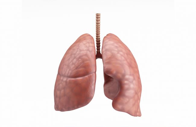 pulmones