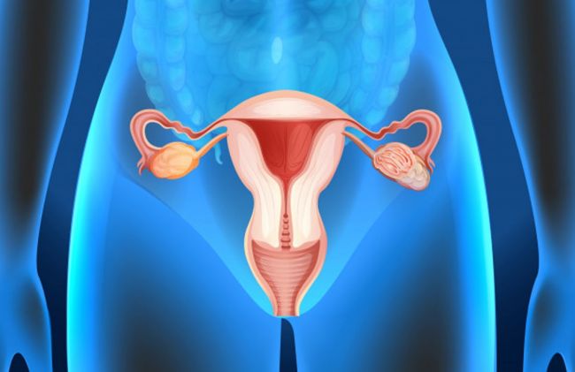 aparato-reproductor-femenino