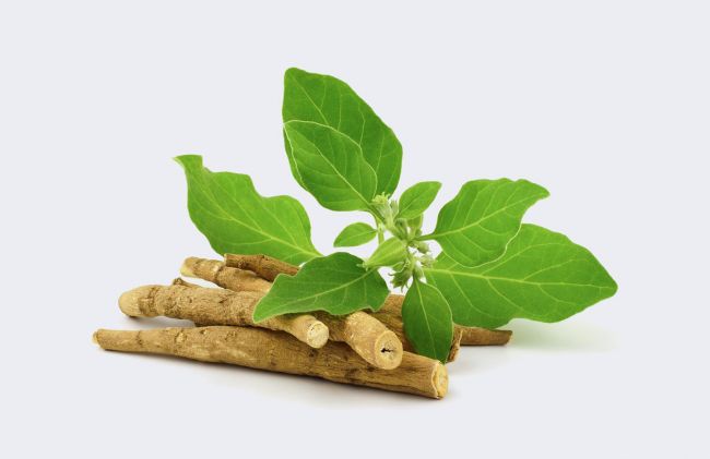 raiz-aswagandha 