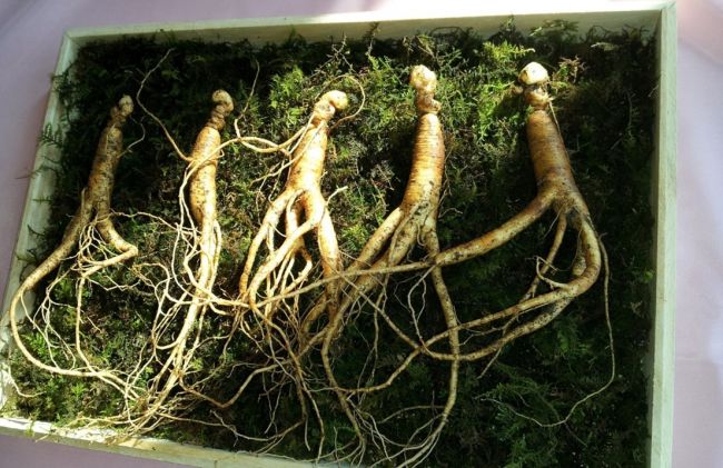 ginseng-raices