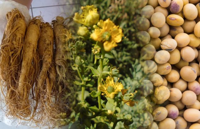 ginseng-ruda-soja