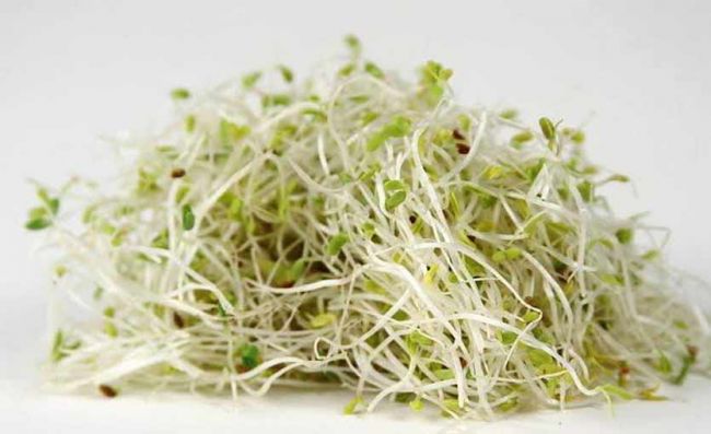 brotes-alfalfa-frescos