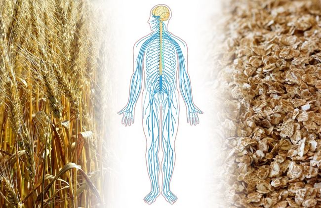 trigo-sistema-nervioso-avena