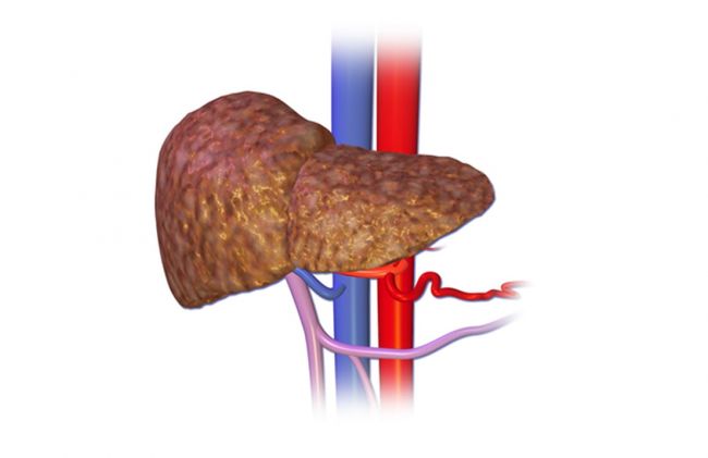 higado-arterias