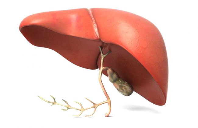 higado-sano