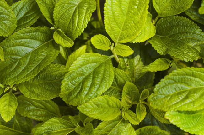 hojas-menta