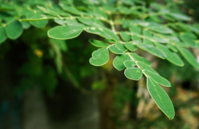 hojas-moringa