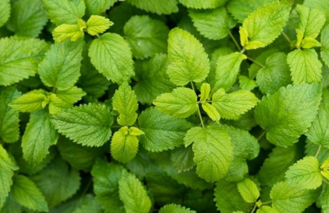hojas-menta