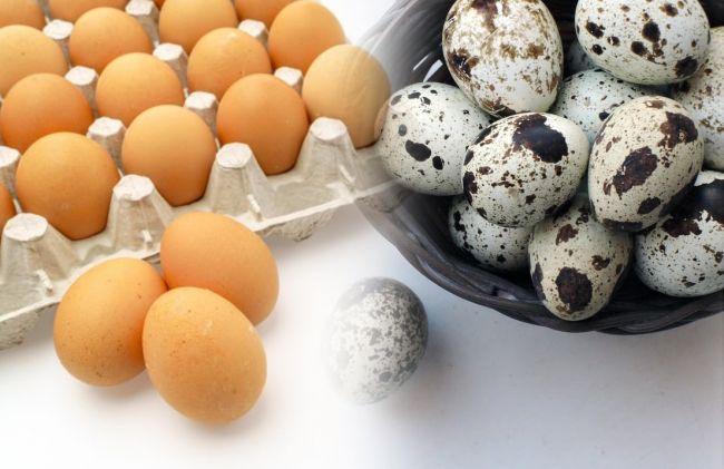 huevo-colorado-huevos-codorniz