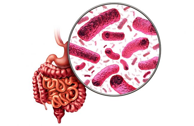 intestinos-bacterias