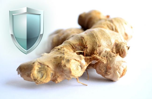 jengibre-escudo
