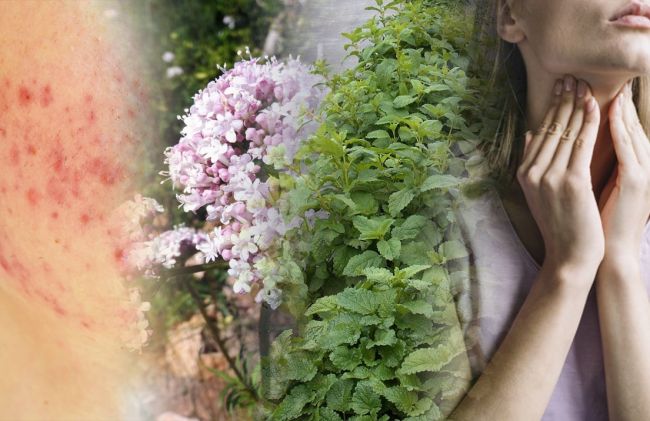 valeriana-melisa-dolor-cuello