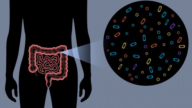 intestinos-bacterias