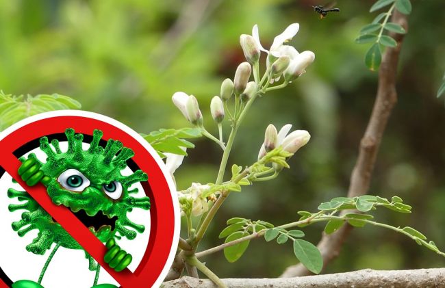 moringa-bacterias