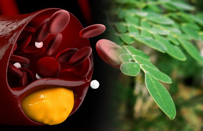 moringa-colesterol-arterias