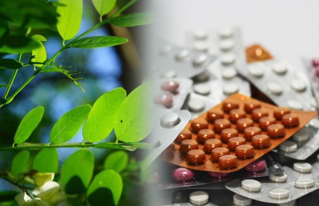 moringa-medicamentos