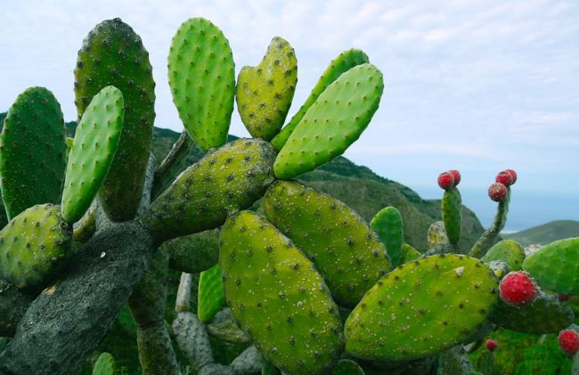 nopal-hojas