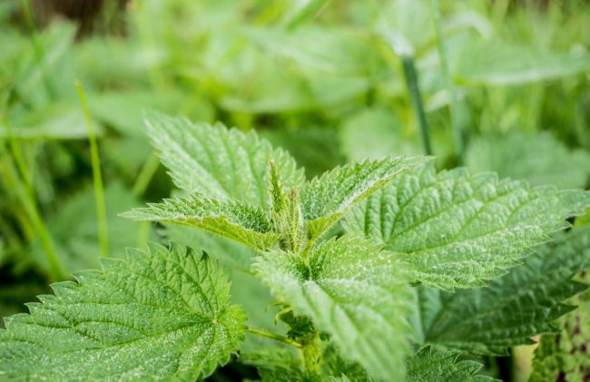 hojas-ortiga