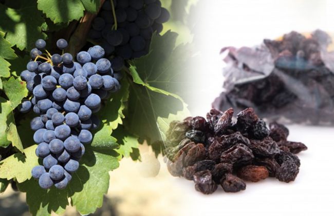 uvas-frescas-uvas-desecadas