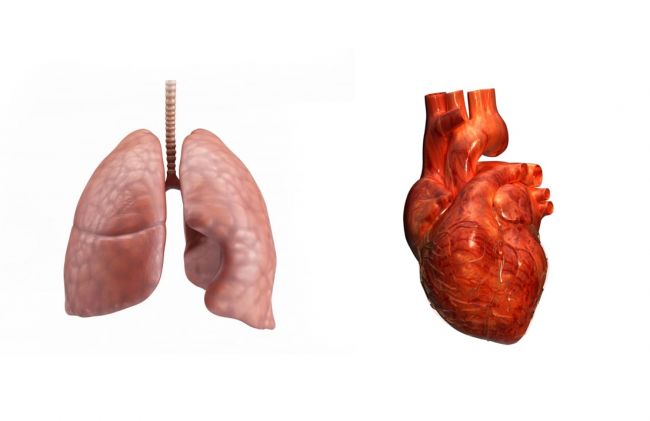 pulmones-corazon 