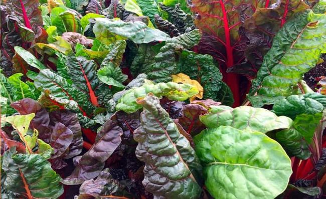 vegetales-hojas-espinaca-remolacha-verde-morada