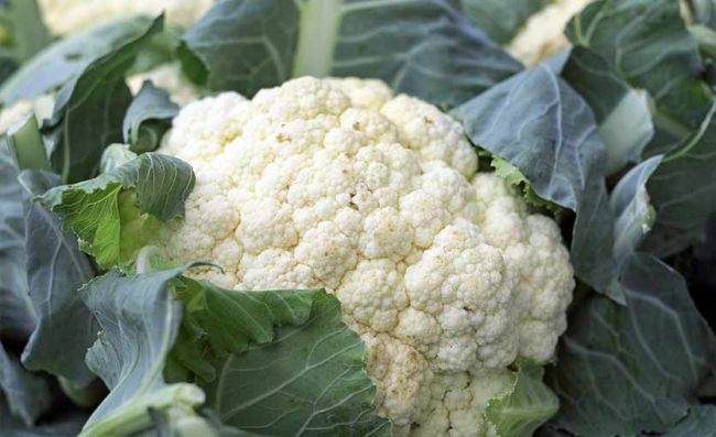 coliflor-crudo-fresco