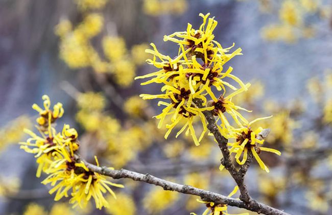hamamelis