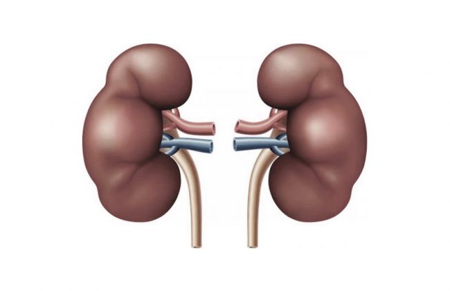 riniones-grises-divididos