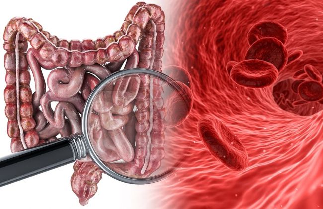 intestino-globulos-rojos